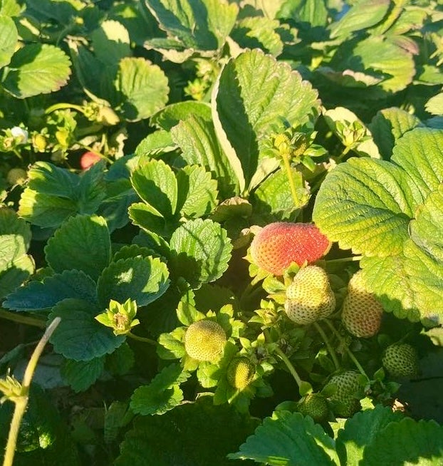 Working the Strawberry Fields of California Cultural Survival