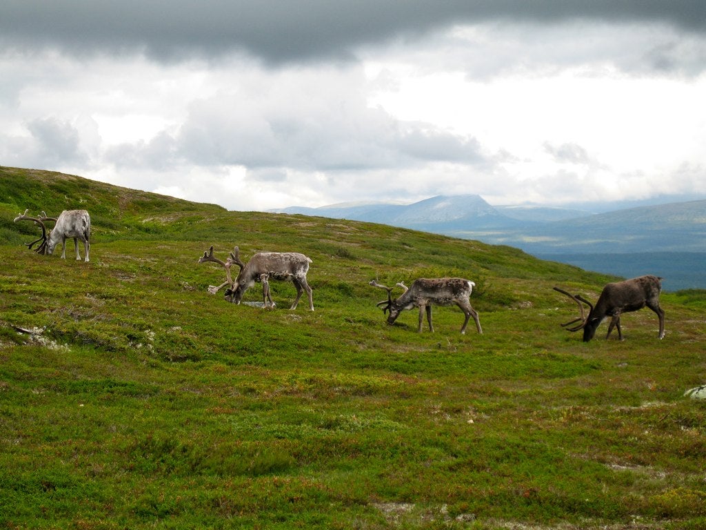 Indigenous Reindeer Herders in Sweden End Cooperation agreement with LKAB, Leaving Mining Plans Hanging in the Air