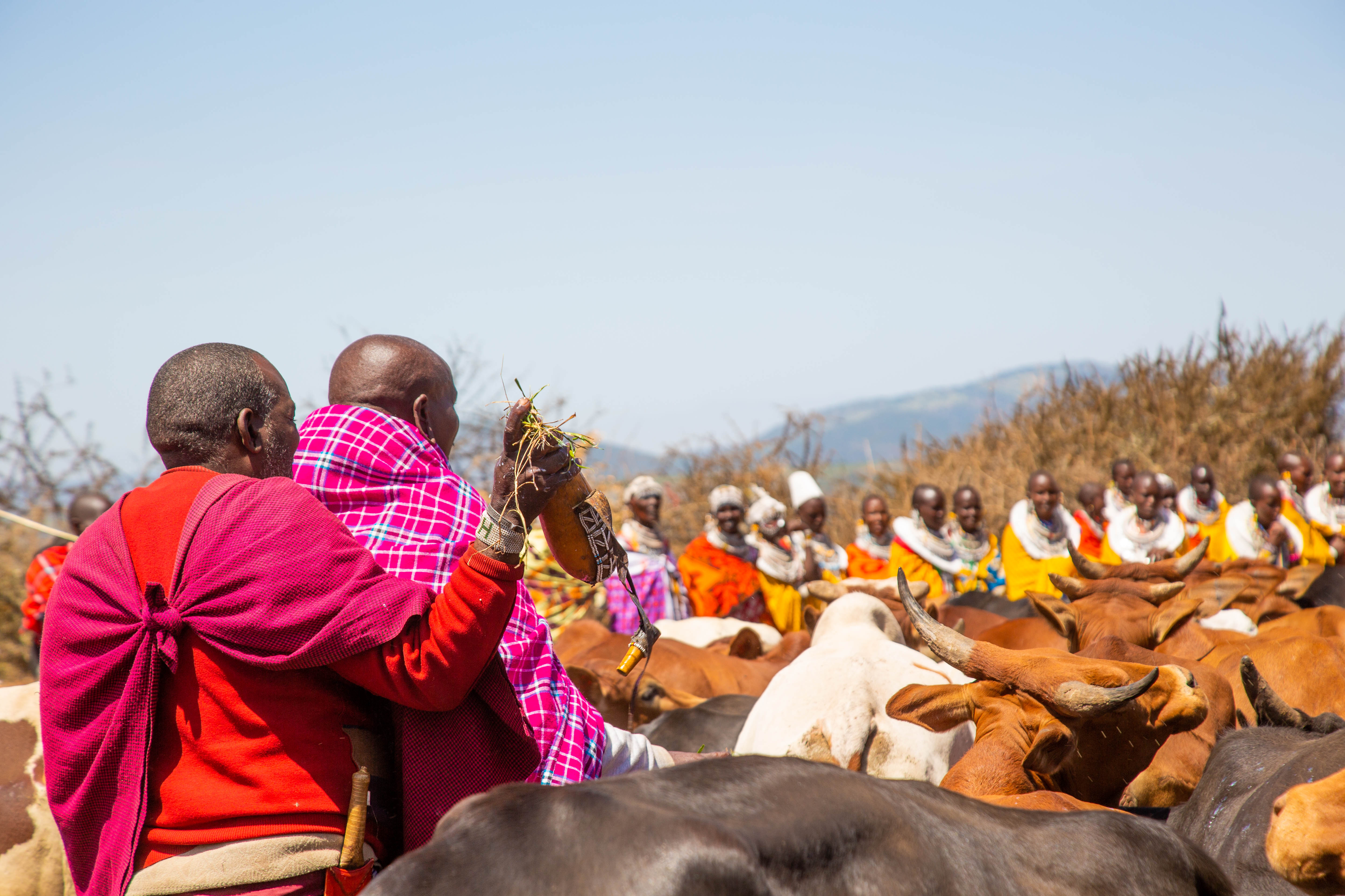 Voices from the Savannah: Maasai Ecological Knowledge and Climate Resilience in Northern Tanzania
