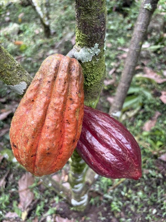 Red cacao pods growing on a tree.