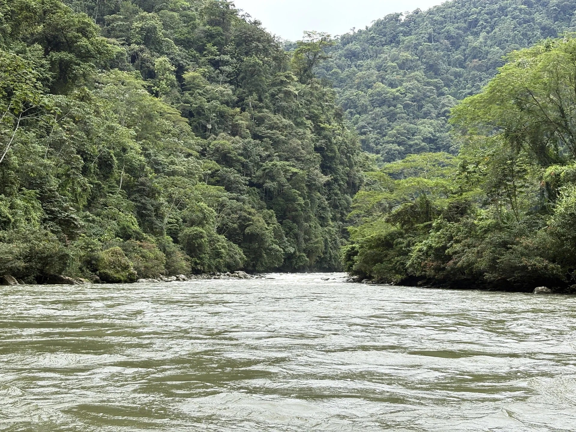 River water flowing between densely forested banks.
