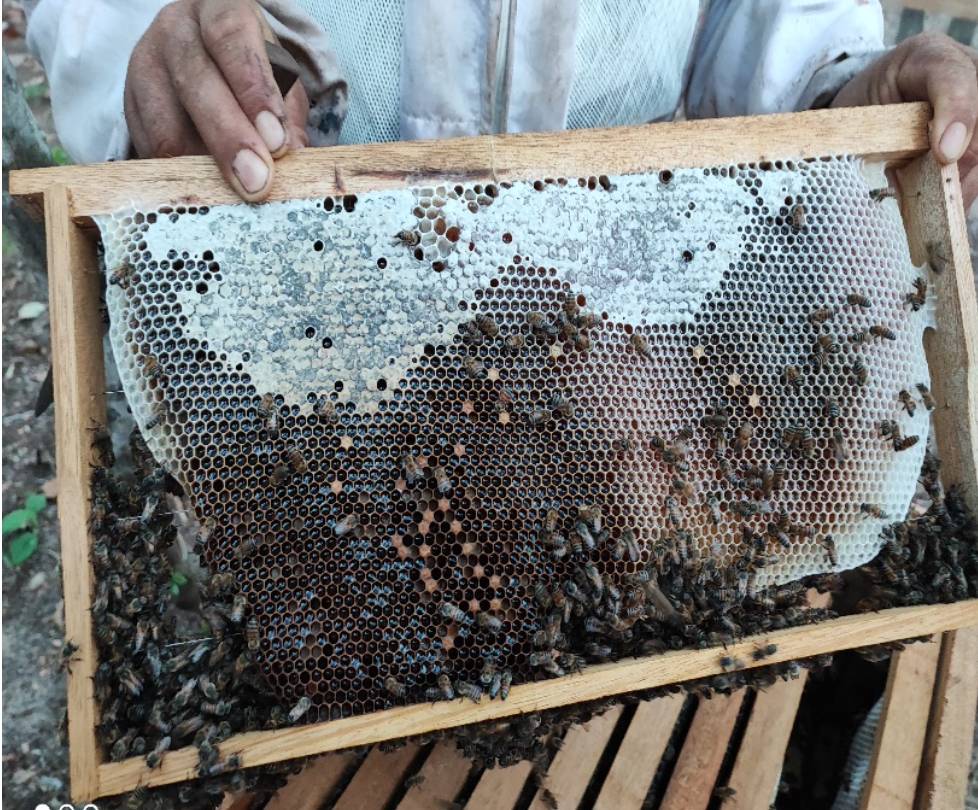 IV. Beekeeping as a Sustainable Agricultural Practice