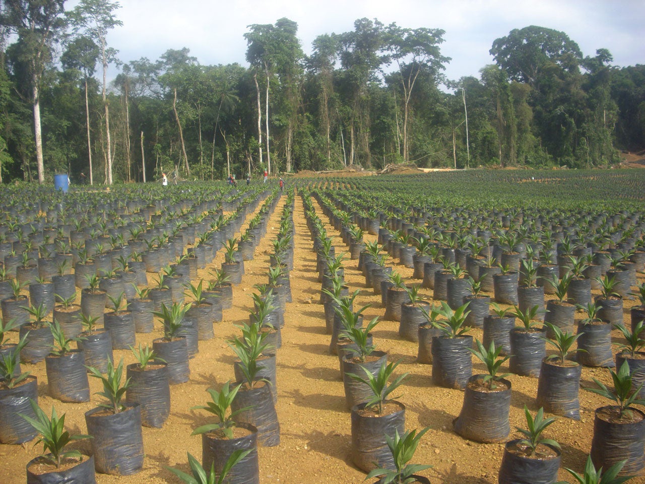 Campaign Update Cameroon Cultural Survival Delivers Petition to