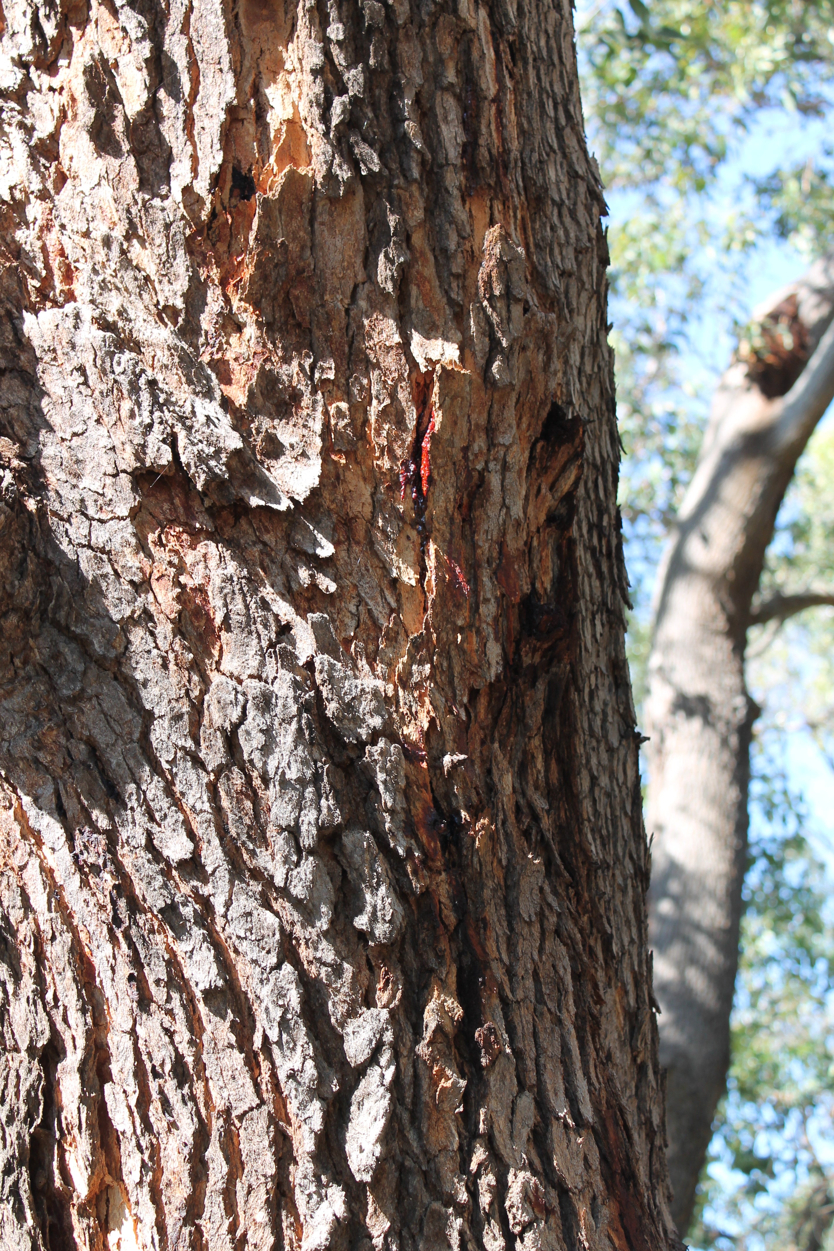 Love of Place Over Lithium: Learning, Connecting, and Valuing Noongar ...