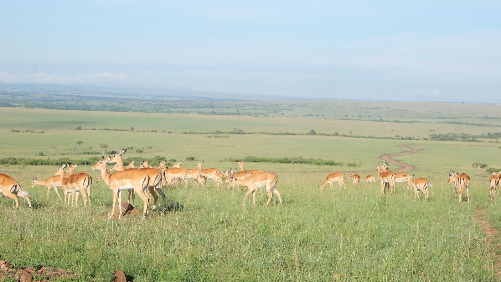 Rangelands at the Crossroads: Indigenous Pastoralists and the Fight for ...