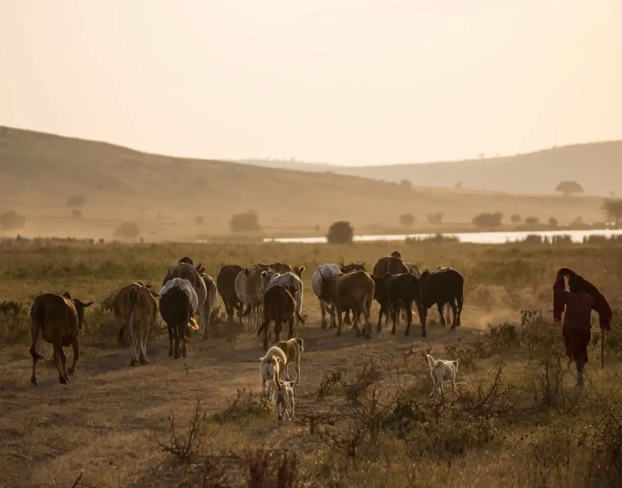 Rangelands at the Crossroads: Indigenous Pastoralists and the Fight for ...