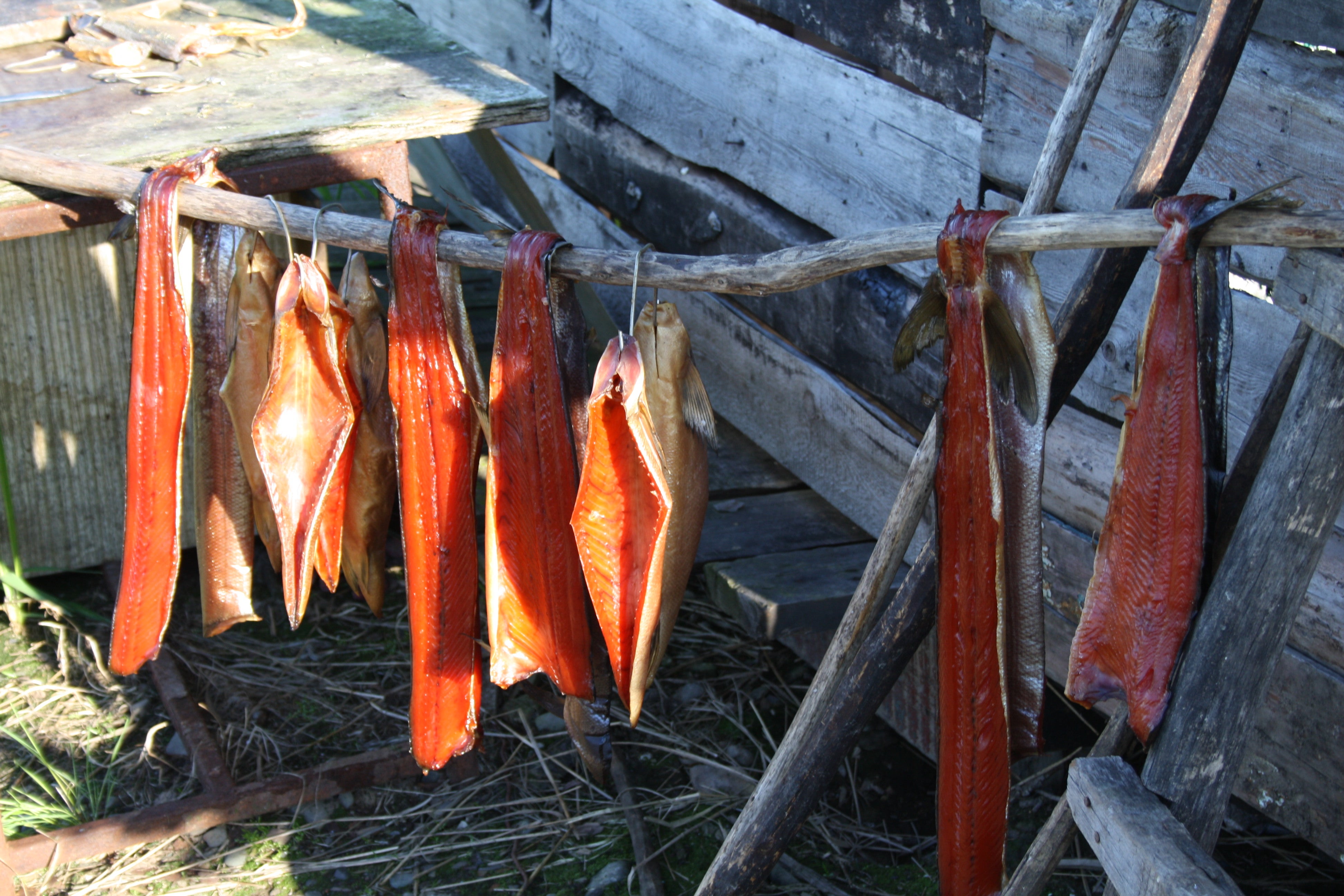 Telmen Fish Our Itelmen Language Cannot Be Separated From Our Land | Cultural Survival