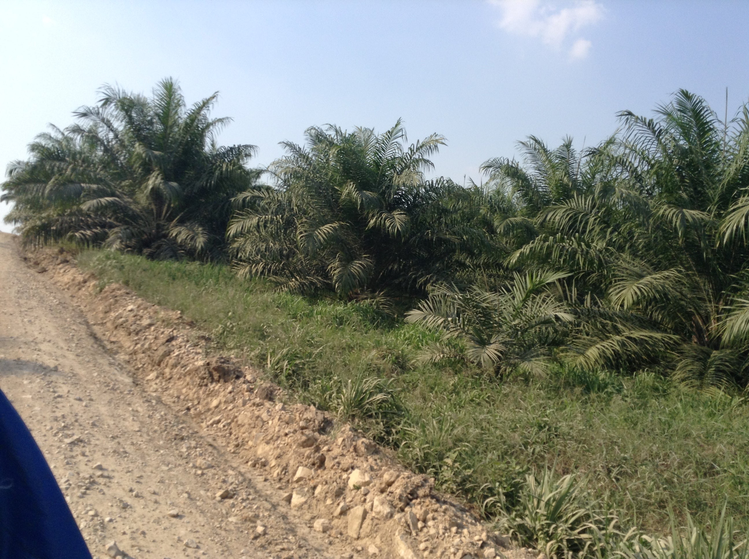 Uncovering Untold Stories in Guatemala: Cultural Survival Partners with ...