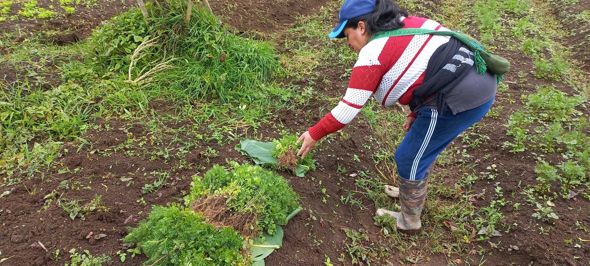 Reciprocity and Collective Well being: The Mingas of the Camentsa Shnan Wabuatmeng Indigenous Association