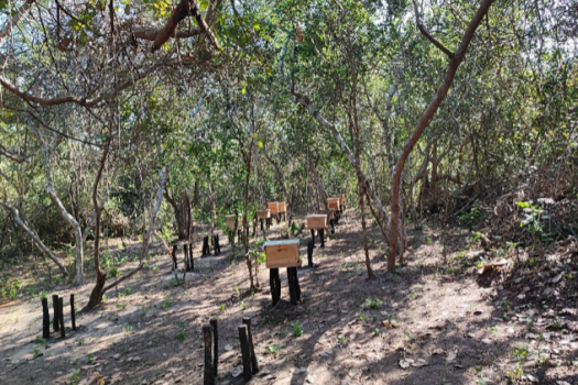 Celebrating Indigenous Beekeeping Practices on World Bee Day