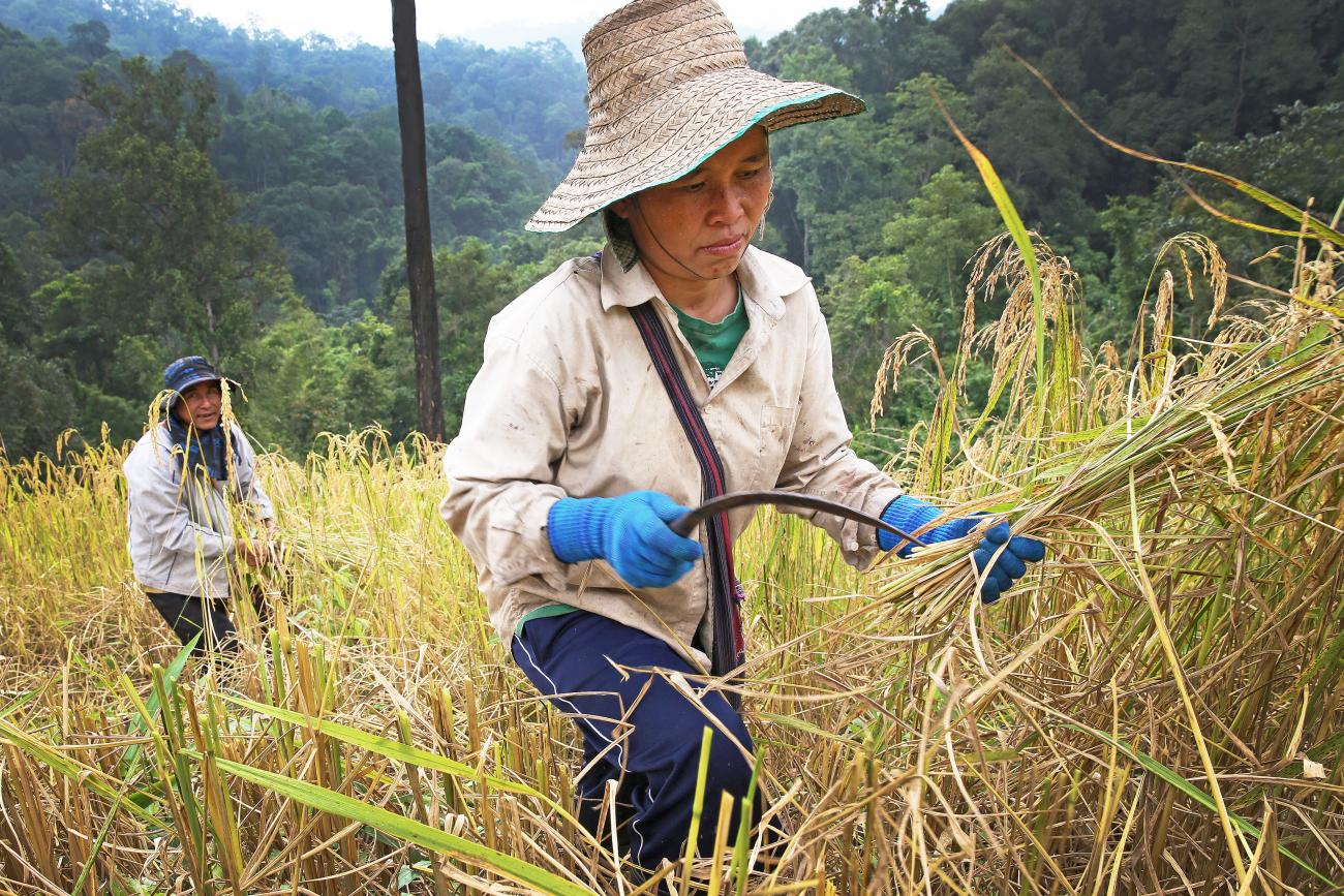 The Archipelago of Hope Wisdom and Resilience from the Edge of Climate