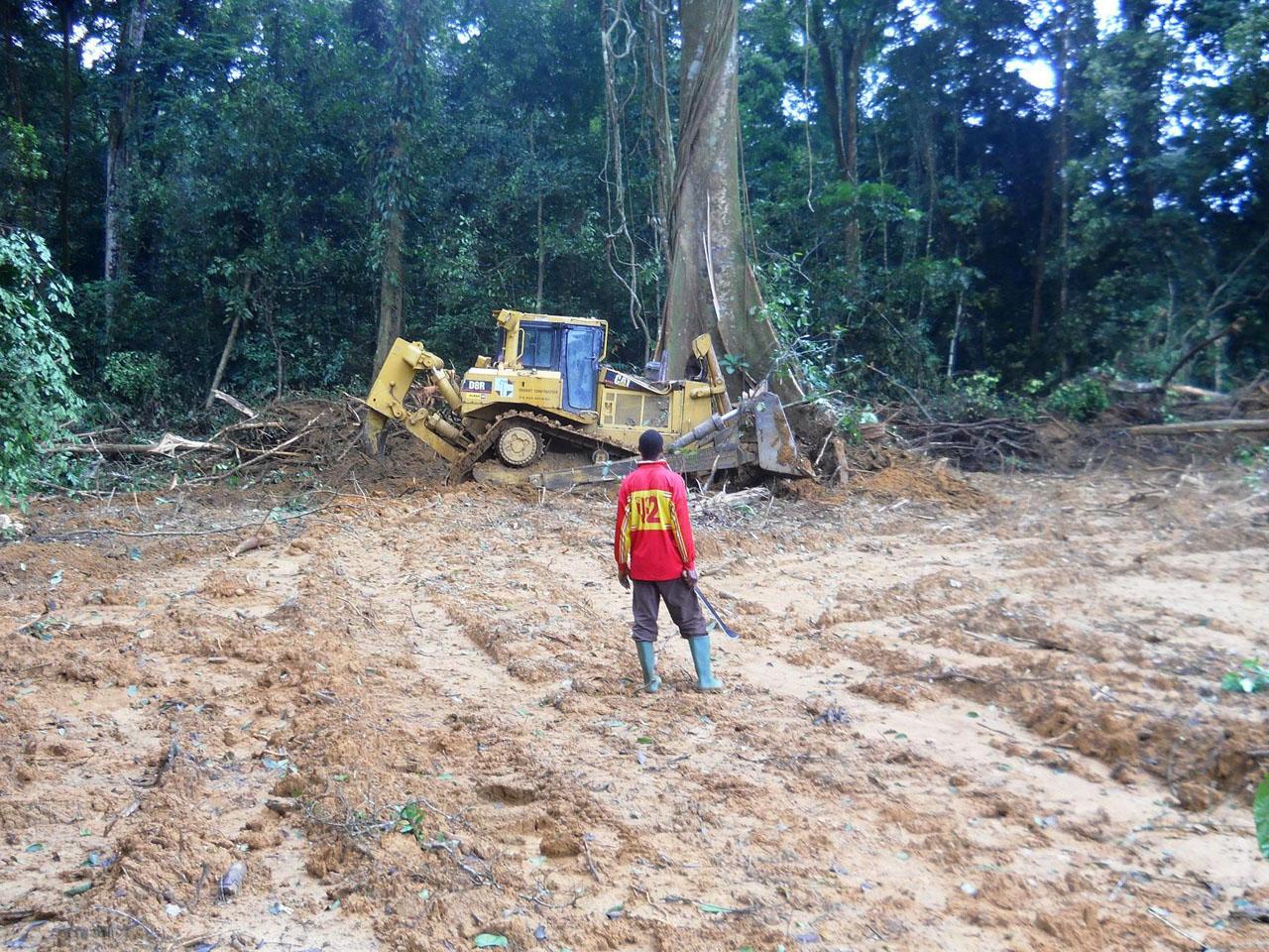 Cameroon: Stop Palm Oil Plantations from Destroying Africa’s Ancient Rainforests and Local Livelihoods