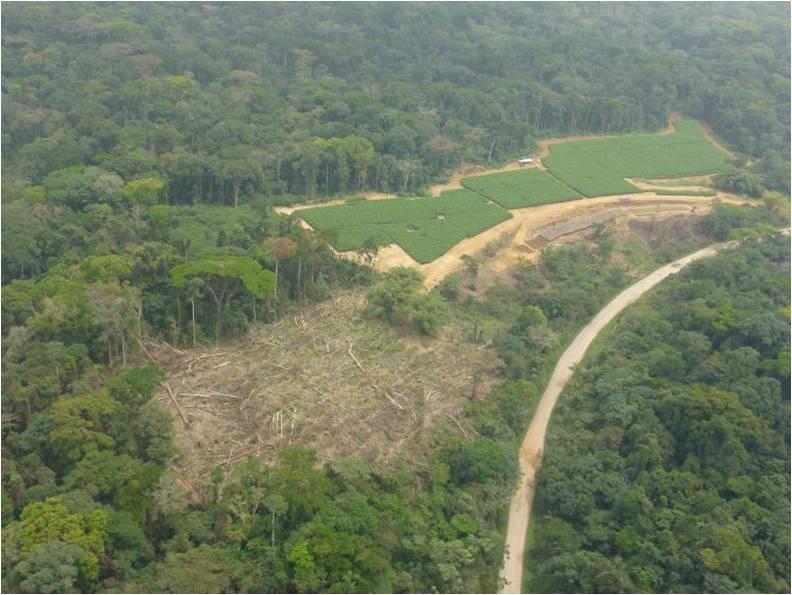 Cameroon: Stop Palm Oil Plantations from Destroying Africa’s Ancient Rainforests and Local Livelihoods